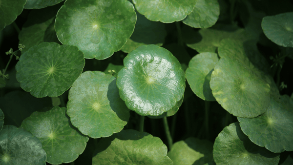 Gotukola – The Wonder Herb
