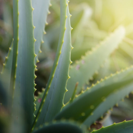 Aloe Vera, Minature, Ayurveda Store NZ