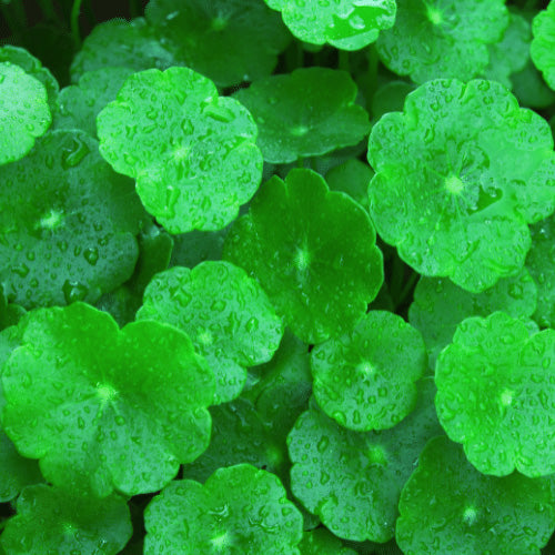 Minature, Gotu Kola, Ayurveda Store NZ