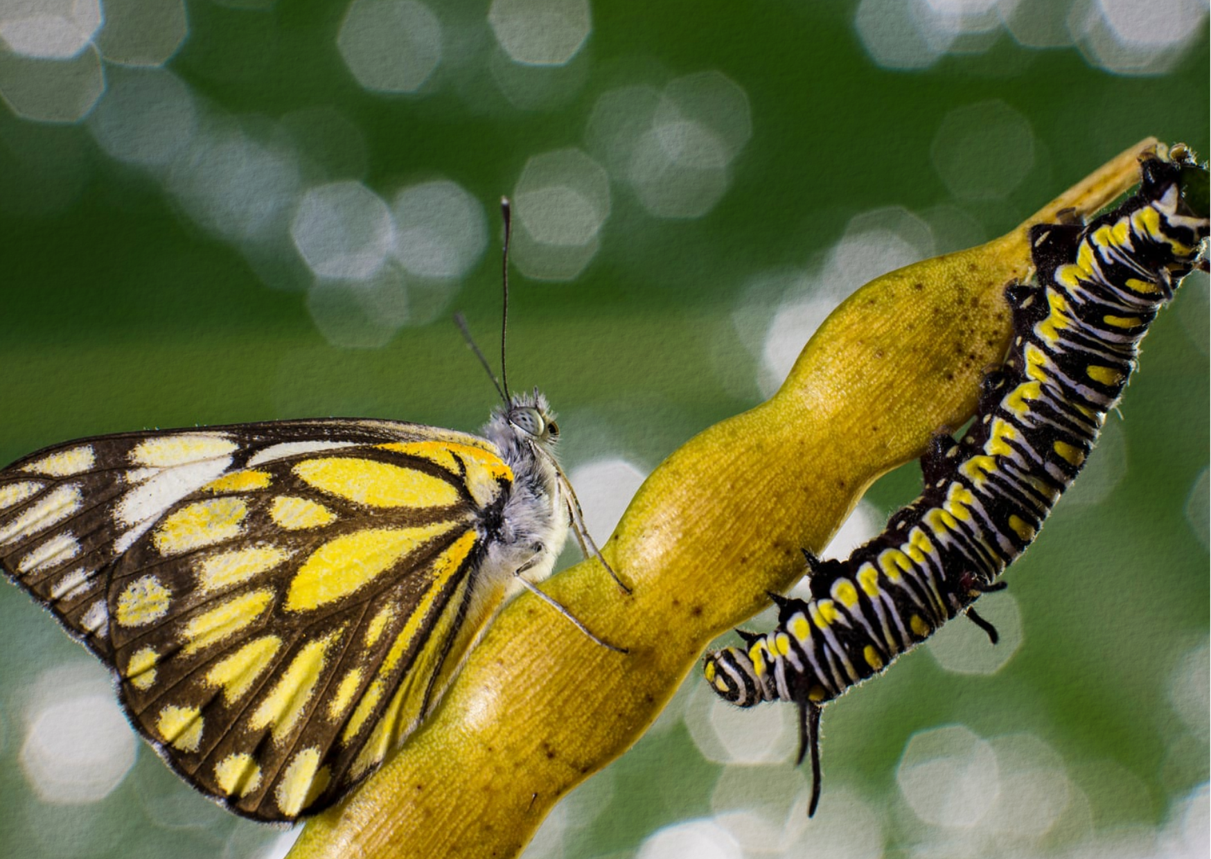 The Deep Meaning Behind Hyperthyroidism: Why Fighting Change Hurts the Body