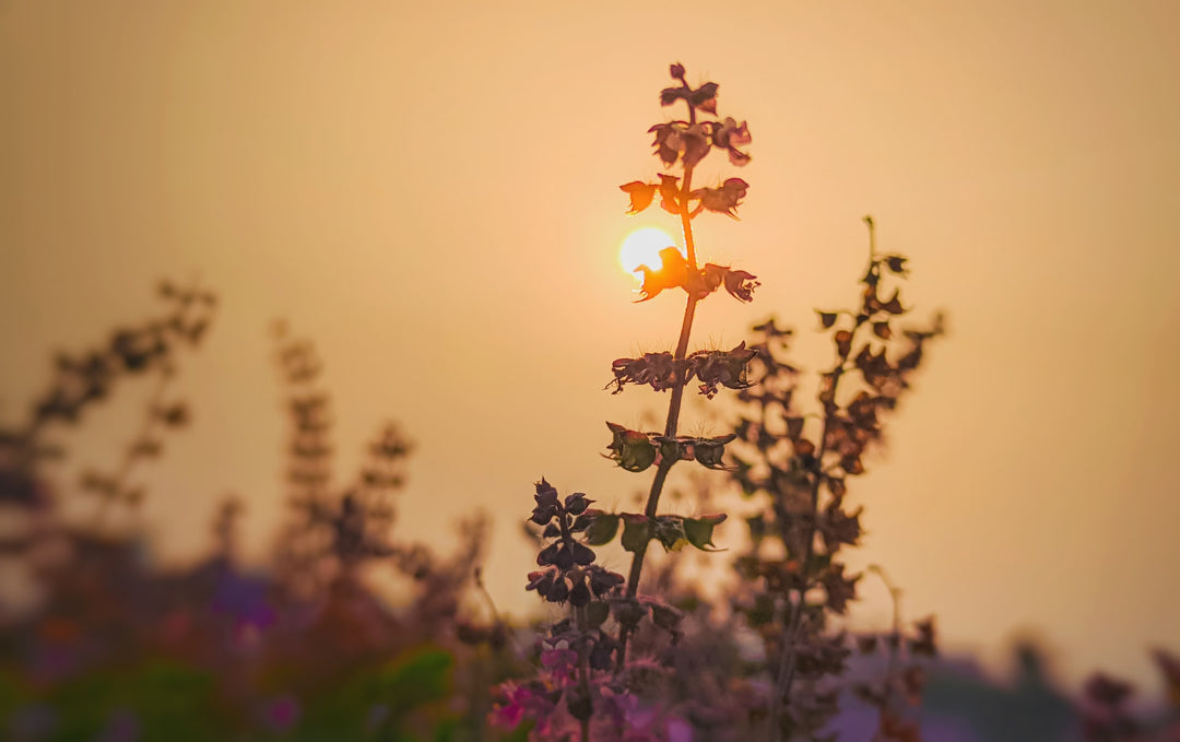 Tulsi: The Mother Medicine of Nature