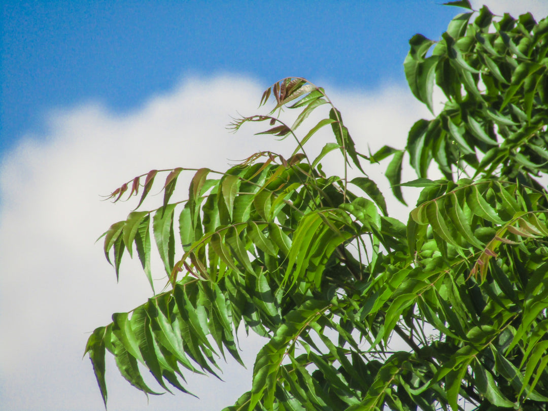 Neem : The treasure herb of Ayurveda