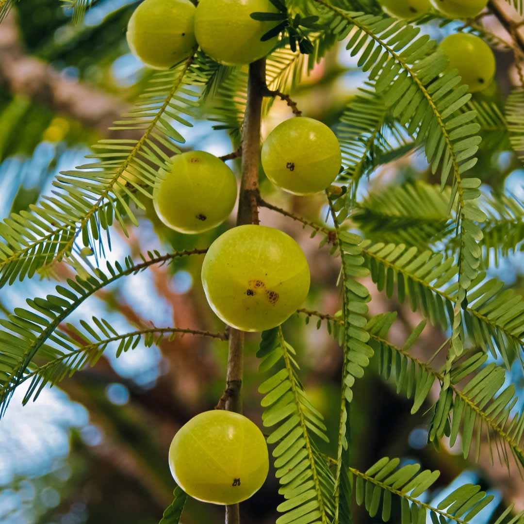 Organic Amla Powder 227g