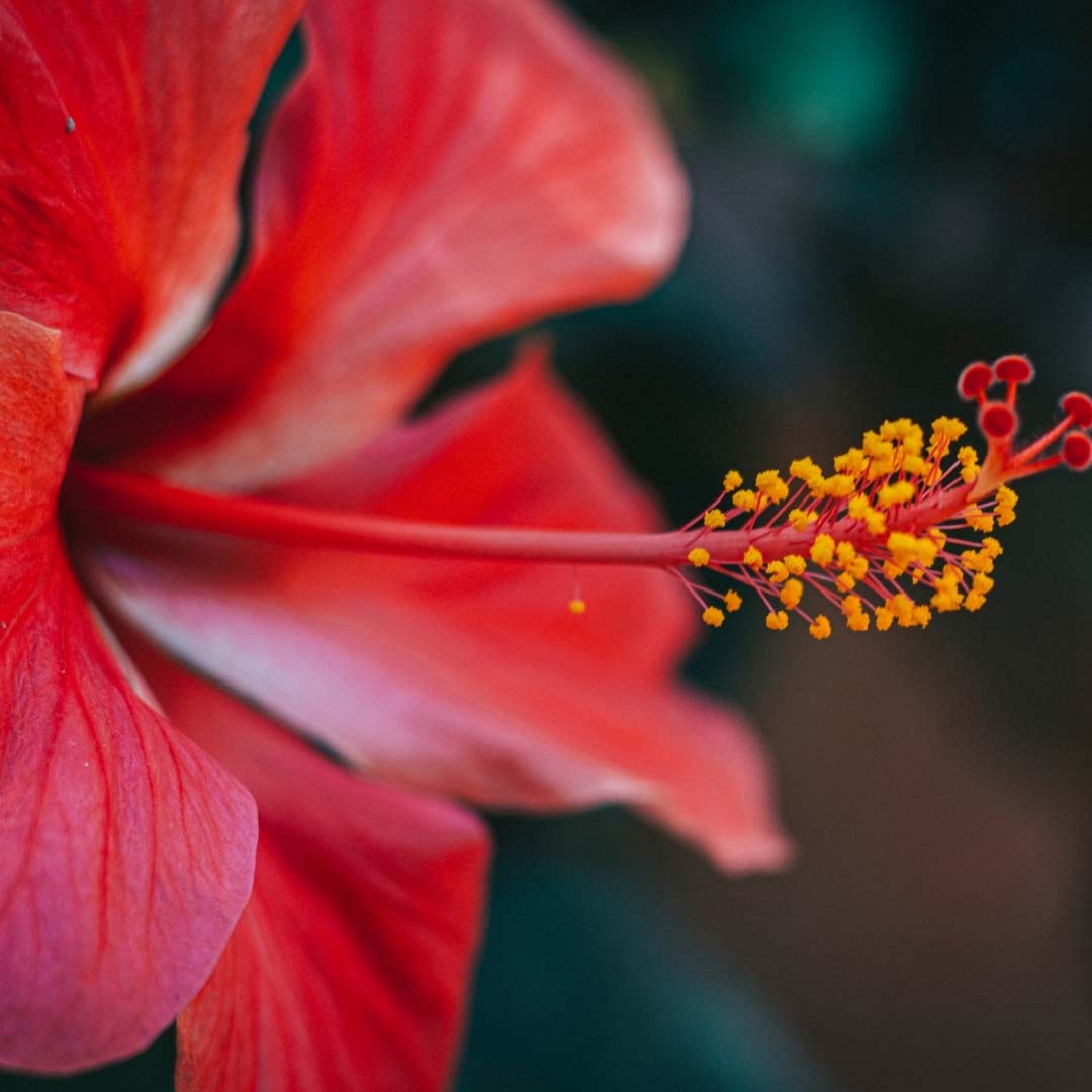 Hibiscus, Minature, Ayurveda Store NZ