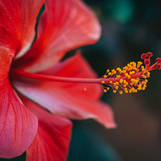 Hibiscus, Minature, Ayurveda Store NZ
