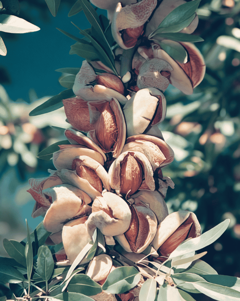 Organic Sweet Almond Oil 100ml