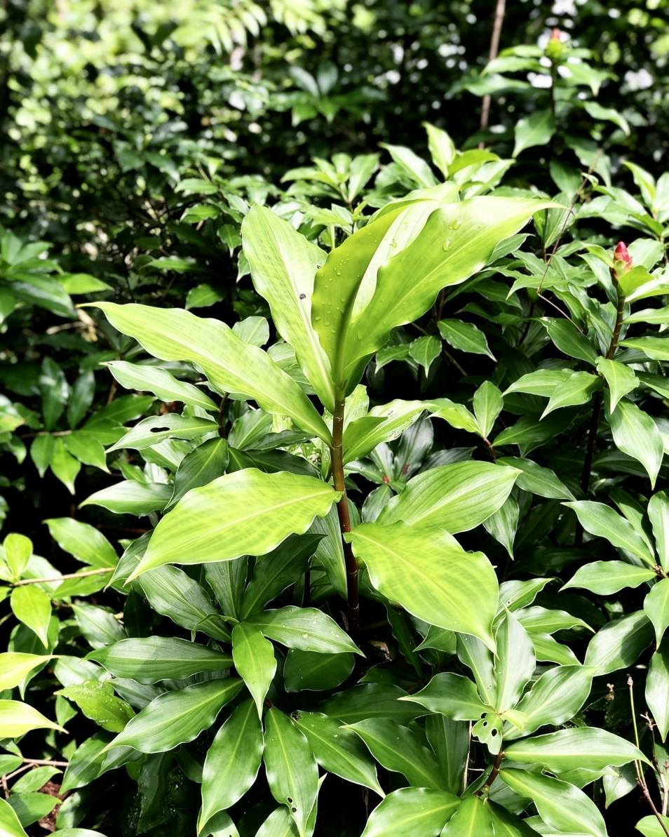 100% Costus Igneus Leaf Powder 100g