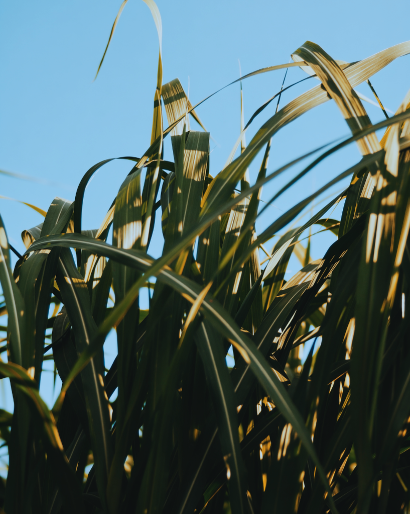 Organic Lemongrass Essential Oil - USDA Certified
