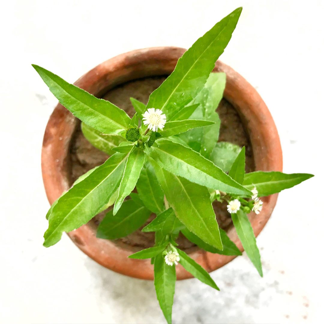 Natural Bhringraj Powder- 227 g (False daisy) - Ayurvedic Herbs NZ