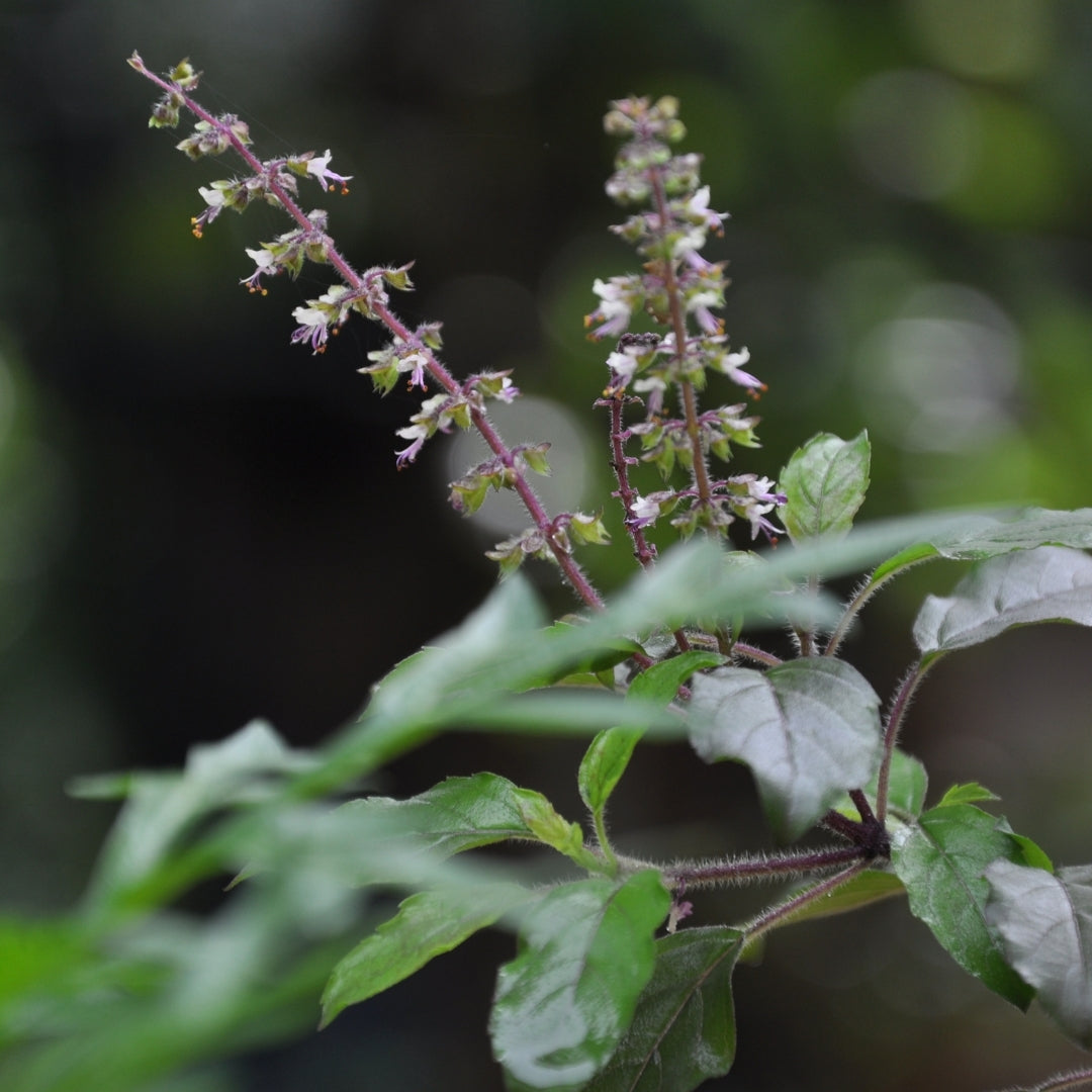 Organic, Holy Basil Powder, Tulsi, Ayurveda Store